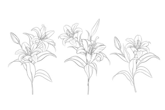 Download Drawn Floral Illustrations Graphic - Floral illustrations Collection